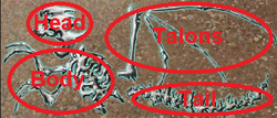 Wraith labeled