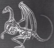 Xray