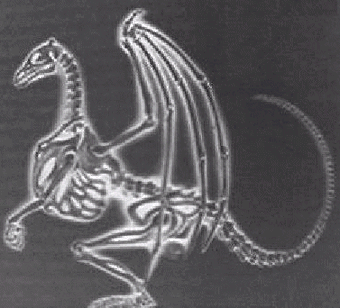 Dragon Anatomy Dragon Weyr Wiki Fandom