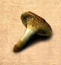 Kroetenschemel01