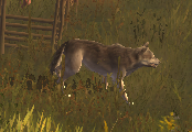 Wilder Hund