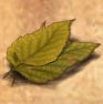 Belmart leaf image