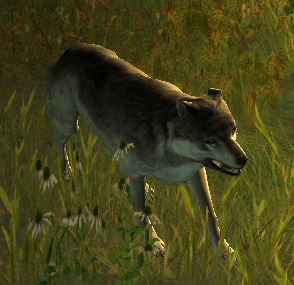 Wolf