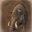 WildBoar-portrait