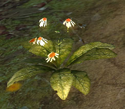 Chonchinis-plant
