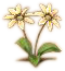 Pflanzenkunde pic