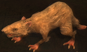 Wolfrat