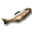 Stinkender Fisch