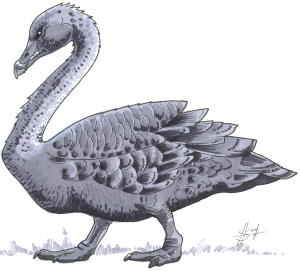 Gloom Swan