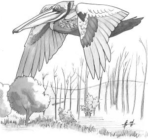 Goliath Pelican