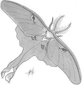 Luna Moth, Giant