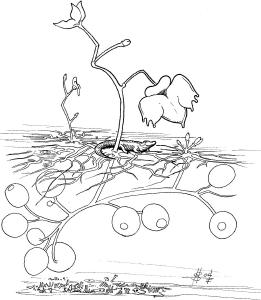 Plants, Monstrous Bladderwort