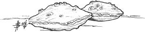 Oysterclamper