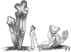 Plants, Monstrous Pitcher & Flytrap