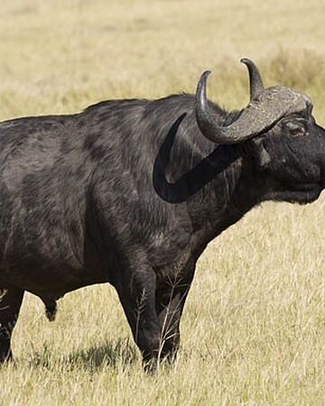 African Buffalo | Dreamworks Animals Wiki | Fandom