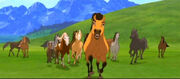 Spirit.herd
