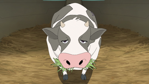 Kaltenecker the Cow