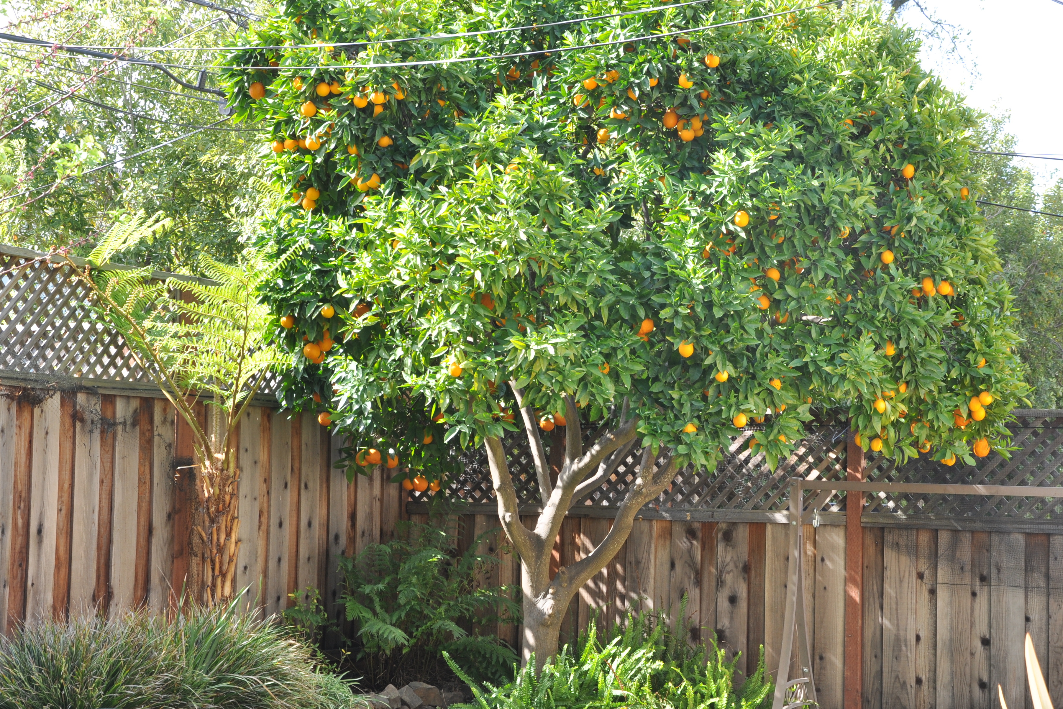 The Orange Tree Dreamy Wiki Fandom