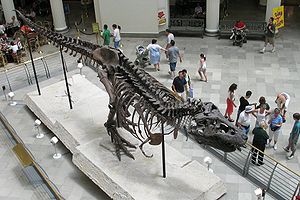 Sue skeleton