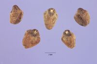 Ipomoea violacea Samen