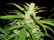 Cannabis sativa-flowering phase side