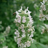 Katzenminze Drogen Wiki Fandom