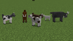 Goat skins