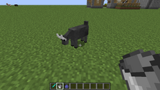 Male Goat Milked
