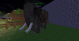 African elephant with harness