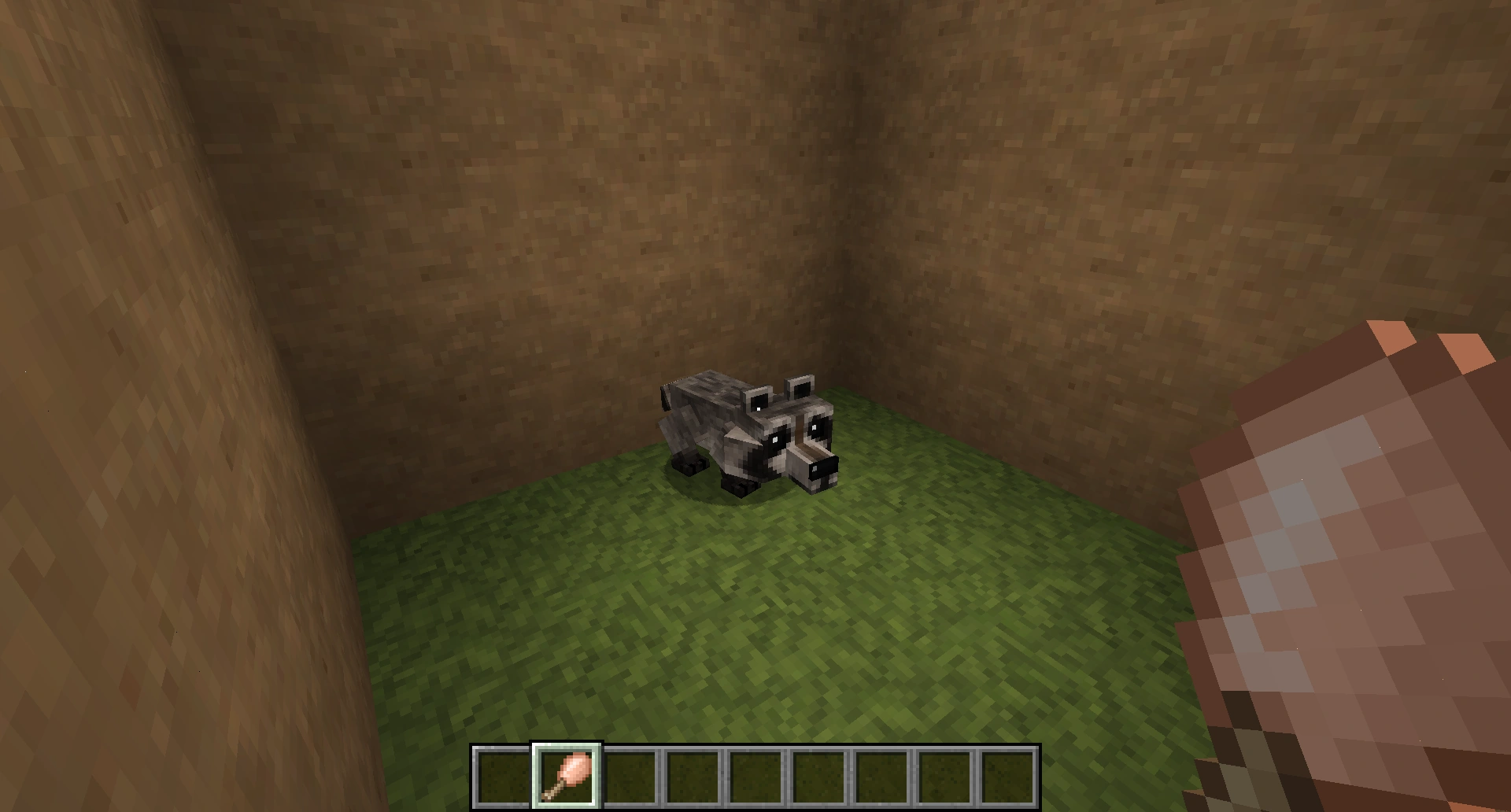 Image Taming a raccoon.png Mo' Creatures Wiki FANDOM powered by Wikia