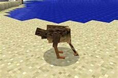 Ostrich in sand