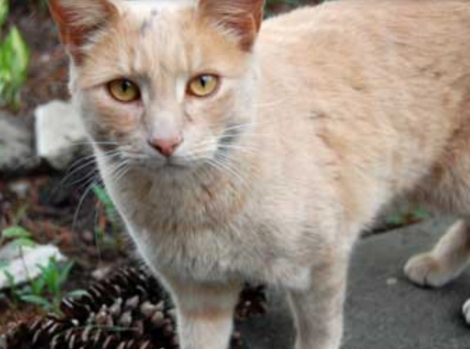 Plume De Lauriers Wiki Du Clan Des Plantes Fandom