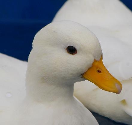 Call | Ducks Wiki | FANDOM powered by Wikia