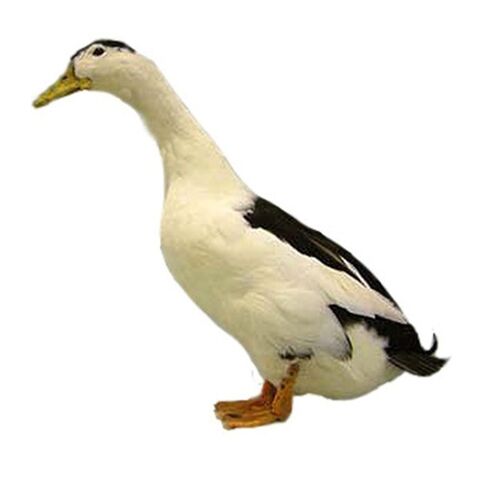 File:Magpie.jpg