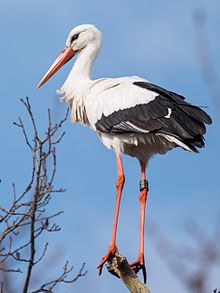 image emily l stork