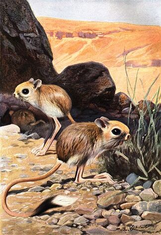 Rata Muad'dib