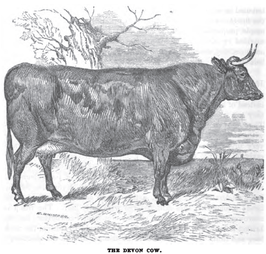 Cattle 