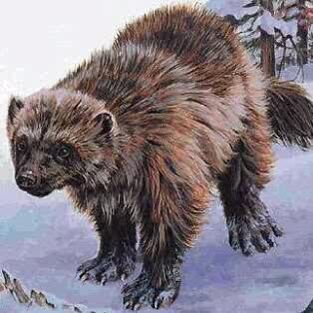 Dire wolverine