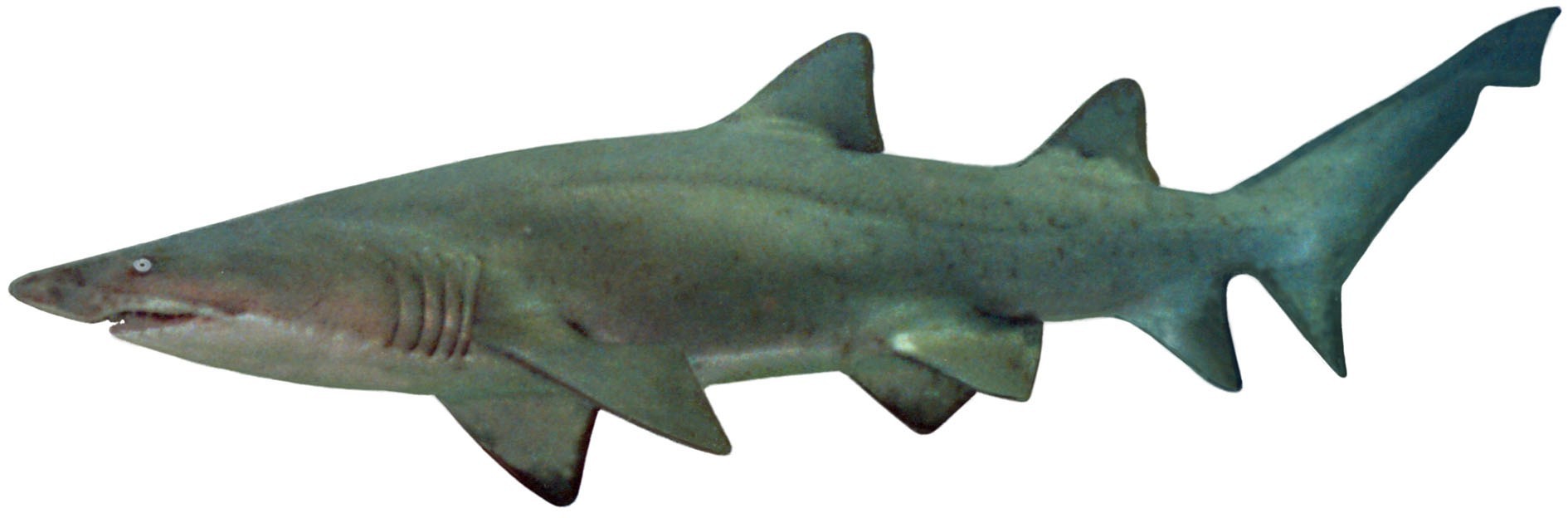 Shark | Dungeons and Dragons Wiki | FANDOM powered by Wikia