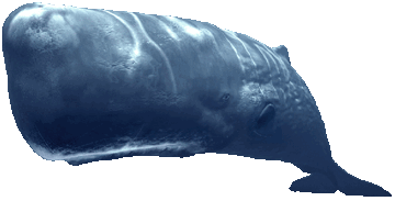 Sperm Whale