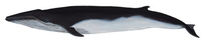 1 bryde's whale