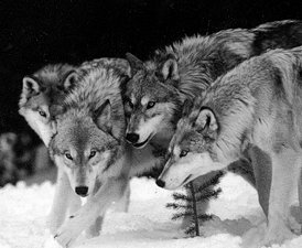 Wolfpack