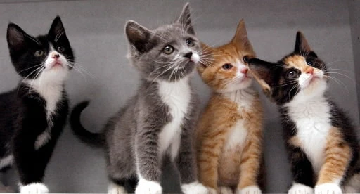 Sering Buka Medsos..? Kenali 13 Tipe User Medsos ( only cat mulust..!!! ) 