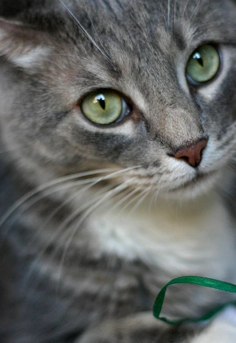 latest?cb=20170205130753