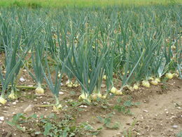 Field with onions-1-