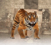 Tiger (DW7)