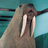 DeadWalrus's avatar