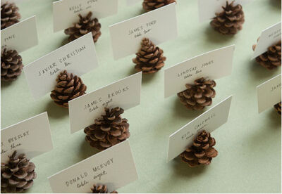 Pine-cone