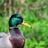 Duckman13's avatar