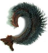 Pompeii worm